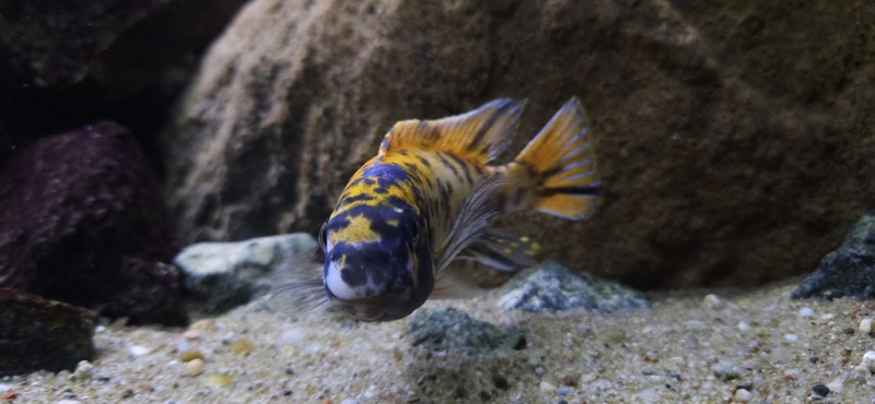 Labeotropheus trewavasae 'Border'